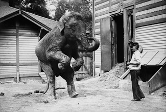 'Hattie' the elephant and trainer Bill Snyder ca. 1910