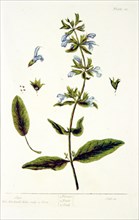 Sage / Salvia ca. 1737