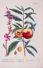 The peach tree / Perfica malus ca. 1737