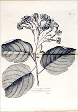 Cariophyllus spurius inodorus ca. 1707-1725