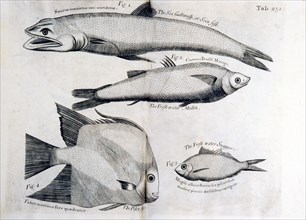 The Sea Galliwasp, or Sein fish, the fresh water mullet, the fresh water snapper, the pilot fish ca. 1707-1725
