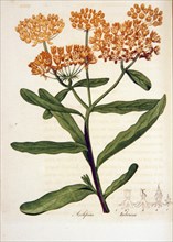 Asclepias tuberosa ca. 1818