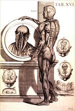 Anatomy of the human male ca. 1741