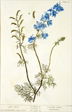 Lark spur / Consolida regalis, delphinium ca. 1737