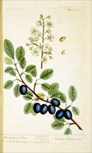The damson tree / Prunus damascena ca. 1737