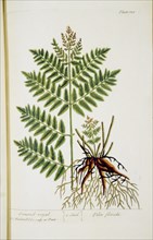 Osmond-royal Filix florida ca. 1737