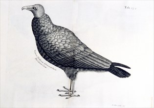 The carrion crow Vultur Gallinae Africanae facie 1707-1725