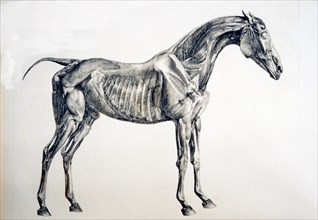 Horse, side view ca. 1766 or 1823
