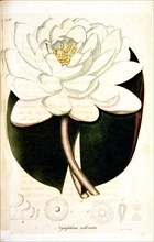 Nymphaea odorata ca. 1820