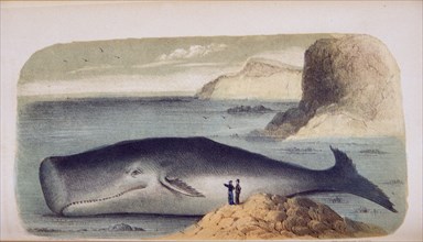 Physeter macrocephalus: Spermaceti whale, or great headed cachelot ca. 1853