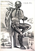 Anatomy of the human male ca. 1741