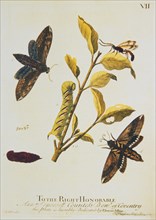 Stages in the lifecycle of a privet hawkmoth ca. 1720