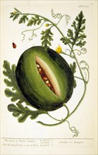 The citrul or Water-melon Citrullus or Anguria ca. 1737