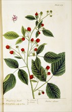 Raspberry-bush / Rubus ideous ca. 1737