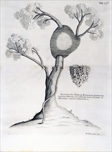 Acervorum sive Nidorum formicarum maximarum, nigrarum, alatarum, circa arborum truncos & ramos nidificantium, externa & interna facies ca. 1707-1725