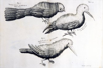 Birds, including the wood pecker and the crabcatcher ca. 1707-1725