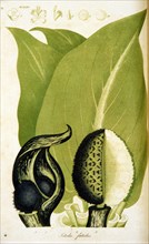 Ictodes foetidus illustration ca. 1818
