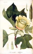 Liriodendron tulipifera ca. 1818