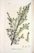 Juniperus communis ca. 1820