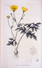 Ranunculus bulbosus ca. 1820