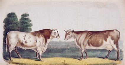 Bos taursus: The ox and cow ca. 1853