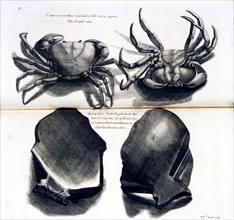 Cancer terrestris cuniculos sub terra agens / The land crab ca. 1707-1725