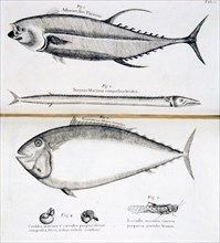 Fish, eel, snails, and locust ca. 1707-1725
