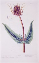 Wild teasel Dipsacus silvestris, labrum veneris ca. 1737