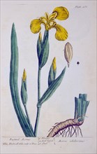 Bastard acorus / Acorus adulterinus ca. 1737