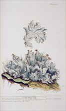 Ash-colour'd liverwort Lichen cinereus ca. 1737