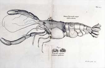 Lobster and crab illustration ca. 1707-1725