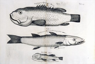 Illustration of three types of fish, including the toadfish and the barracuda ca. 1707-1725