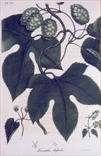 Humulus lupulus ca. 1820