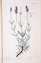 Lavender / Lavendula ca. 1737