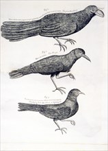 The great blackbird, the thrush, the singing bird, mockingbird, or nightingale ca. 1707-1725