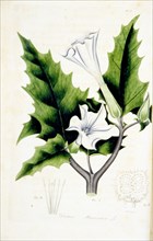 Datura stramonium illustration ca. 1817