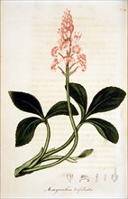 Menyanthes trifolata ca. 1820