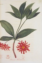 Illicium Floridanum ca. 1820