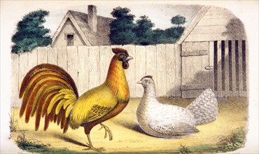 Gallus domesticus: The domestic cock and hen ca. 1853