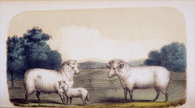 Ovis aries: The sheep ca. 1853