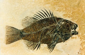 A prepared Priscacara fossil, of a late early Eocene sunfish. The specimen is about 80% of it's natural size. It was collected from the Green River Formation 9 miles west of Kemmerer, Wyoming in 1984.