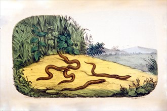 Annelida terricola: Earth-worms ca. 1853