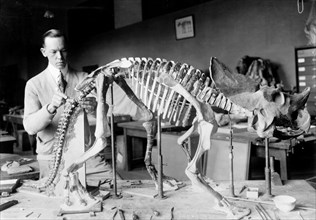 Norman Ross of the division of Paleontology, National Museum, preparing the skeleton of a baby dinosaur some seven or eight million years old for exhibition March 19, 1921