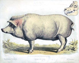 19th century Prang animal prints - Domestic pig ca. 1874