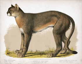 19th century animal prints - American panther - Felis concolor linn ca. 1874