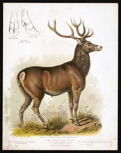 19th century animal prints -The American stag or round-horned elk - Cervus Canadensis ca. 1872