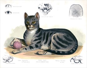 19th century animal prints - The cat - Felis domesticus ca. 1872