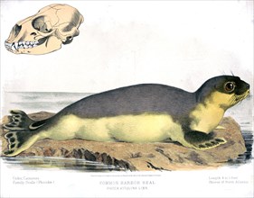19th century Prang animal prints - Common harbor seal - Phoca vitulina linn ca. 1874