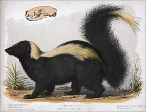 19th century Prang animal prints - Common skunk - Mephitis mephitica ca. 1874