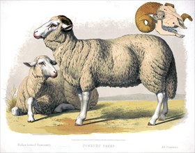 19th century Prang animal prints - Domestic sheep ca. 1874